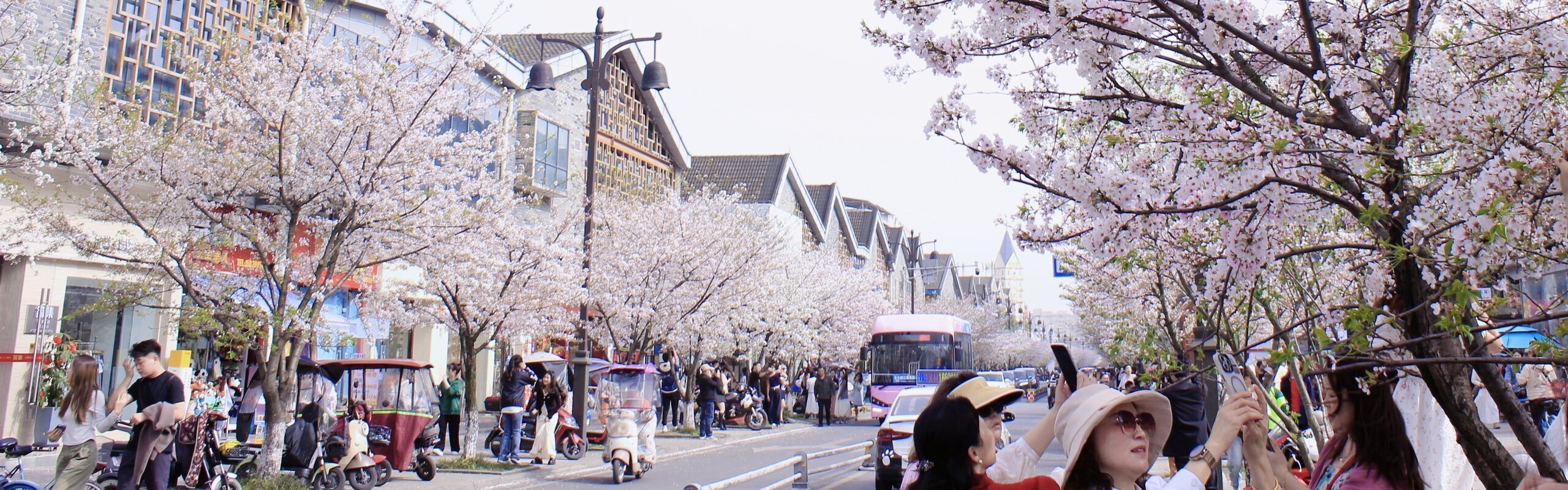Chengdu Weather in March 2026: Warm with Blossoms