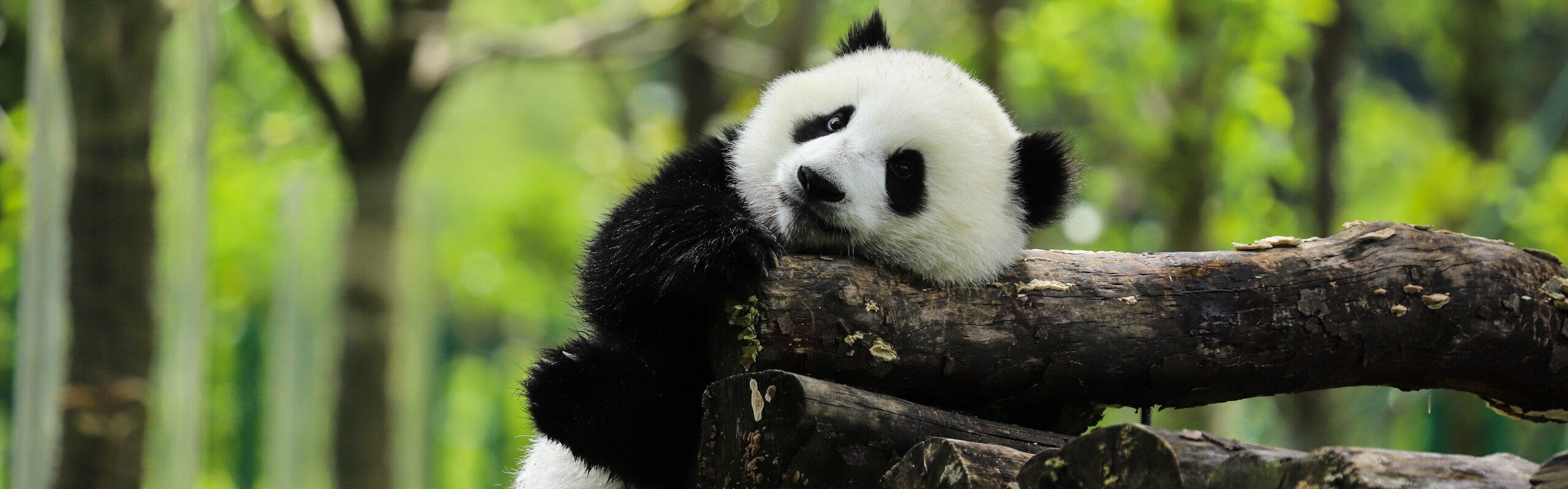 Chengdu Panda Base Travel Guide and Map