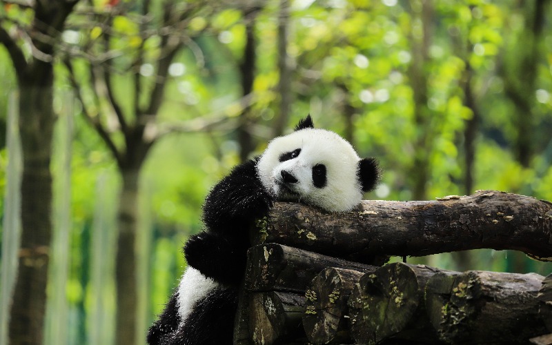 Xi'an - Chengdu High-Speed Trains 