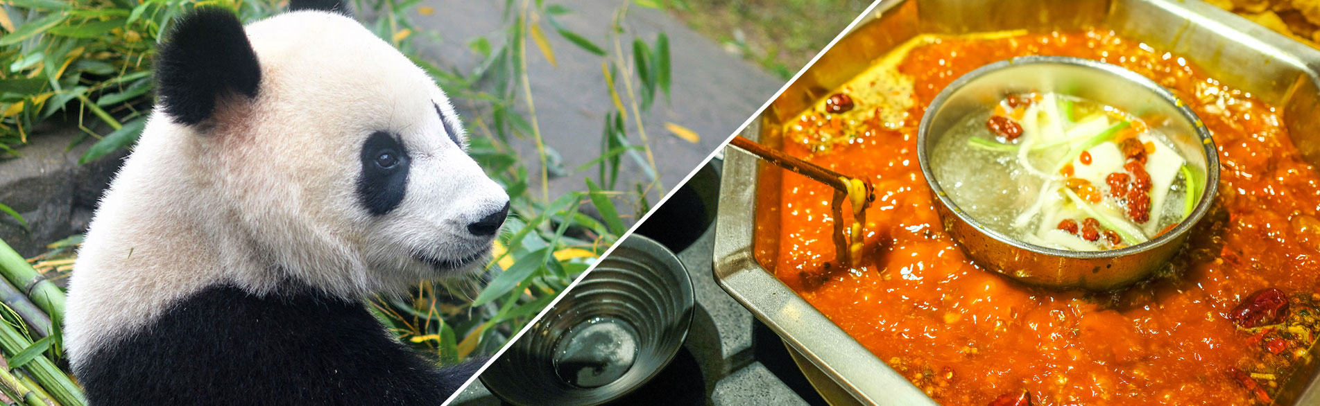 Half-Day Chengdu Pandas Tour