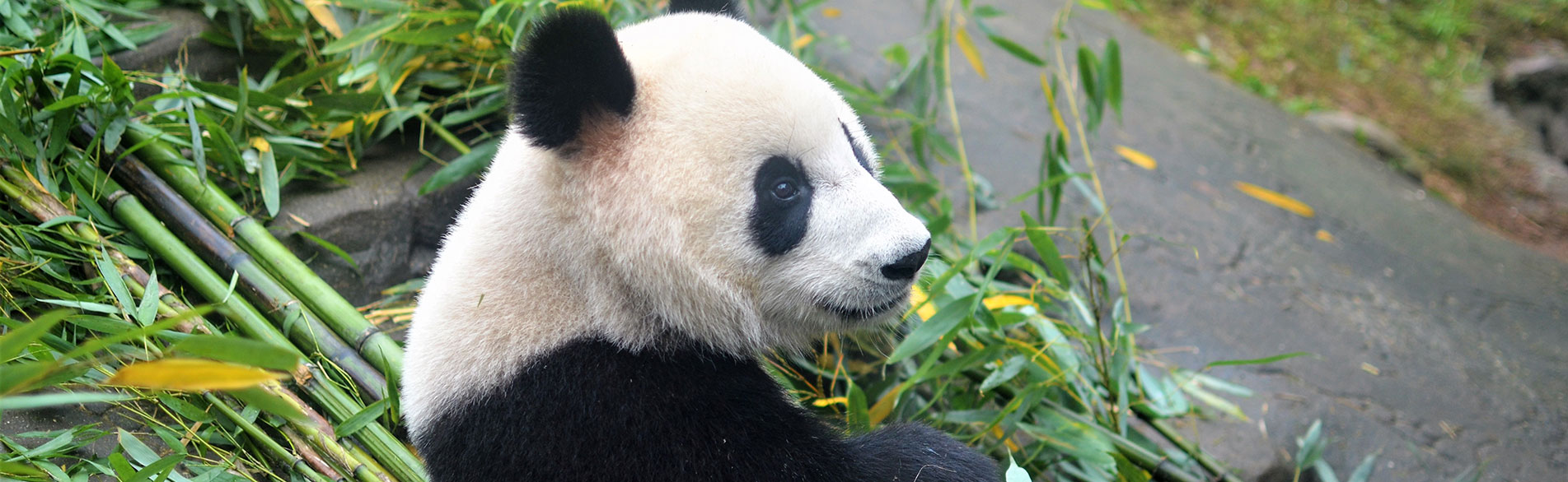 One-Day Chengdu Highlights Tour